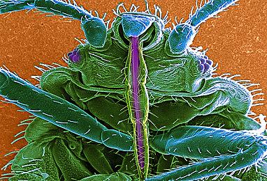 TGA主办人发推暗示 《旷野之息2》将在TGA上亮相